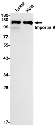 Recombinant Importin 9 Monoclonal Antibody (E-AB-81428)