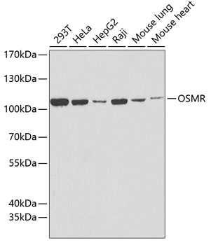 OSMR Polyclonal Antibody (E-AB-67780)