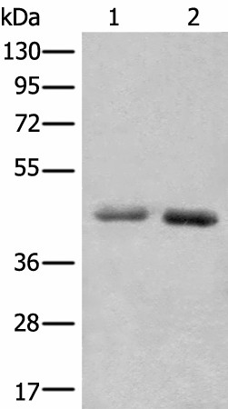 NADK2 Polyclonal Antibody (E-AB-18572)