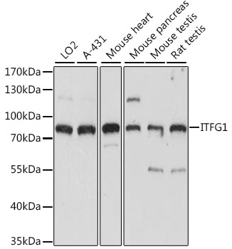 ITFG1 Polyclonal Antibody (E-AB-91338)