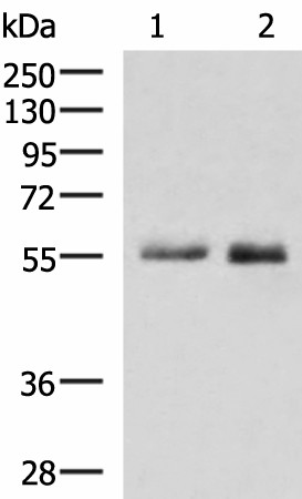 PEPD Polyclonal Antibody (E-AB-52976)