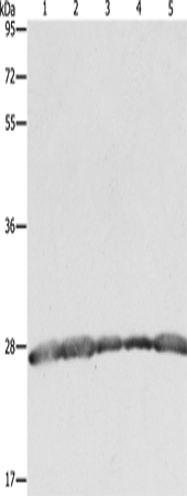 PRDX3 Polyclonal Antibody (E-AB-14313)