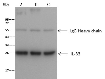 IL-33 Monoclonal Antibody (AN200101P)