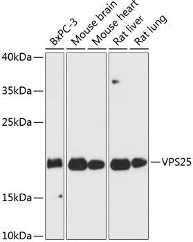 VPS25 Polyclonal Antibody (E-AB-64472)