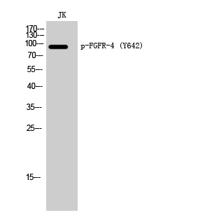 Phospho-FGFR4 (Tyr642) Polyclonal Antibody (E-AB-21090)
