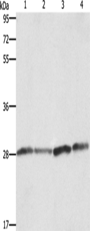 BCAP31 Polyclonal Antibody (E-AB-14783)