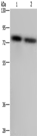 PABPC1 Polyclonal Antibody (E-AB-11389)