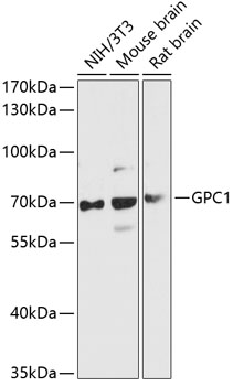 GPC1 Polyclonal Antibody (E-AB-90551)