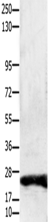 Claudin 1 Polyclonal Antibody (E-AB-15674)