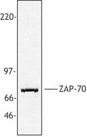 Purified anti-human/mouse ZAP-70 Antibody (313402)