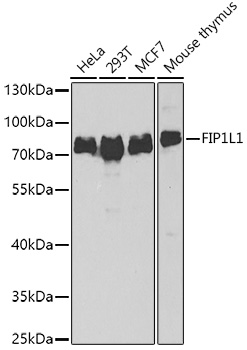 FIP1L1 Polyclonal Antibody (E-AB-61550)