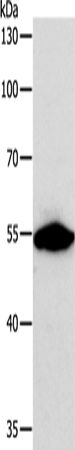 CALR Polyclonal Antibody (E-AB-10352)