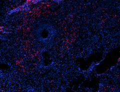 Spark YG™ 570 anti-human CD66a/c/e Antibody (342327)