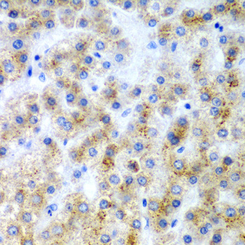 LY86 Polyclonal Antibody (E-AB-62308)