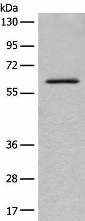 ENO4 Polyclonal Antibody (E-AB-17910)
