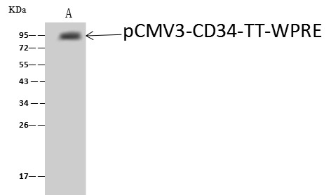 CD34 Monoclonal Antibody (AN200011P)
