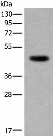 CDKL4 Polyclonal Antibody (E-AB-19685)