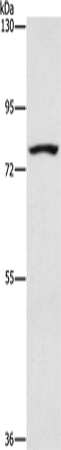 SENP1 Polyclonal Antibody (E-AB-16219)