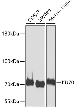 KU70 Polyclonal Antibody (E-AB-61650)