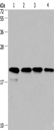 Cyclophilin F Polyclonal Antibody (E-AB-11115)