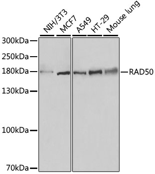 RAD50 Polyclonal Antibody (E-AB-63998)