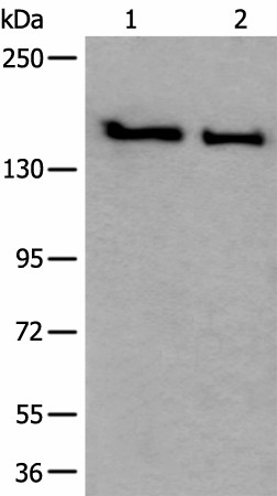 SMC1A Polyclonal Antibody (E-AB-52219)