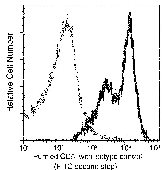 CD5/Cluster of Differentiation 5 Monoclonal Antibody (AN200254P)