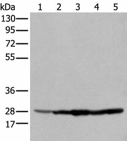 ECI1 Polyclonal Antibody (E-AB-52352)