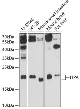 ITPA Polyclonal Antibody (E-AB-90374)