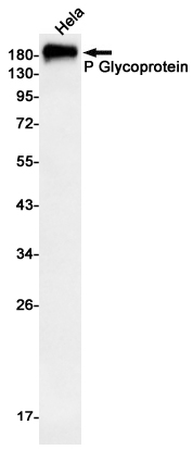 Recombinant P Glycoprotein Monoclonal Antibody (E-AB-81589)