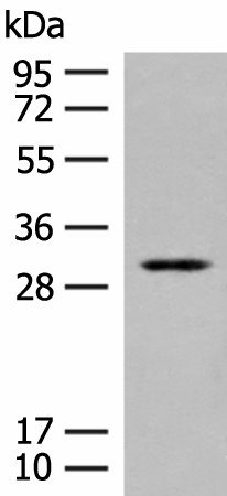 TPMT Polyclonal Antibody (E-AB-18800)