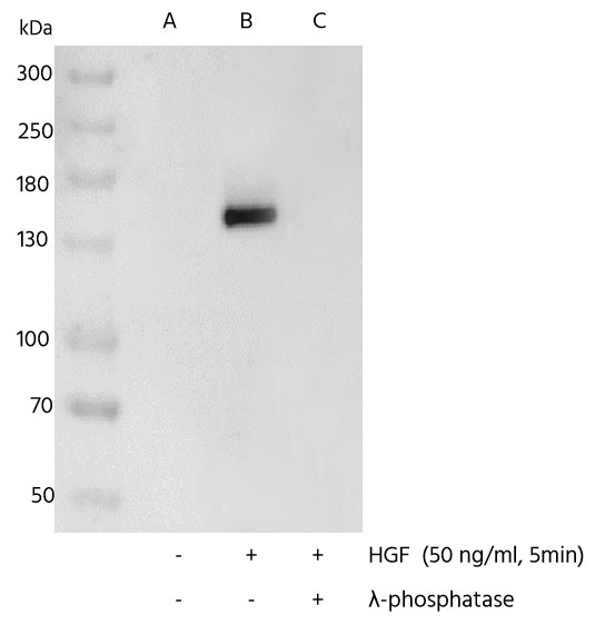 Recombinant Phospho-Met (Tyr1234, 1235) Monoclonal Antibody (AN300372L)