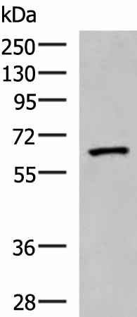 PDIA5 Polyclonal Antibody (E-AB-18809)