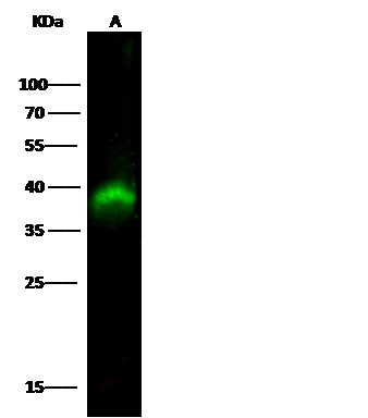 PDK/PDZ binding kinase/TOPK Monoclonal Antibody (AN200065P)
