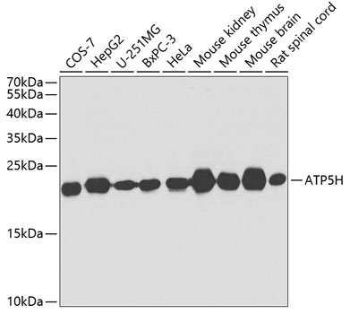 ATP5H Polyclonal Antibody (E-AB-62347)