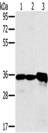 NDUFA9 Polyclonal Antibody (E-AB-15234)