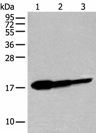 UBE2V1 Polyclonal Antibody (E-AB-18501)