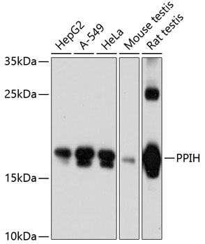 PPIH Polyclonal Antibody (E-AB-63648)