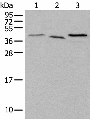 UBXN1 Polyclonal Antibody (E-AB-18676)