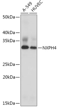 NXPH4 Polyclonal Antibody (E-AB-91992)