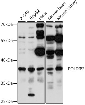 POLDIP2 Polyclonal Antibody (E-AB-91294)