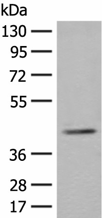 ERGIC3 Polyclonal Antibody (E-AB-52618)