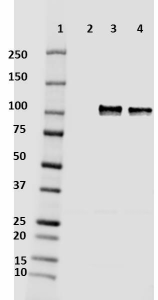 Purified anti-mouse/rat β-Amyloid Antibody (Previously Covance catalog# SIG-39153) (805801)