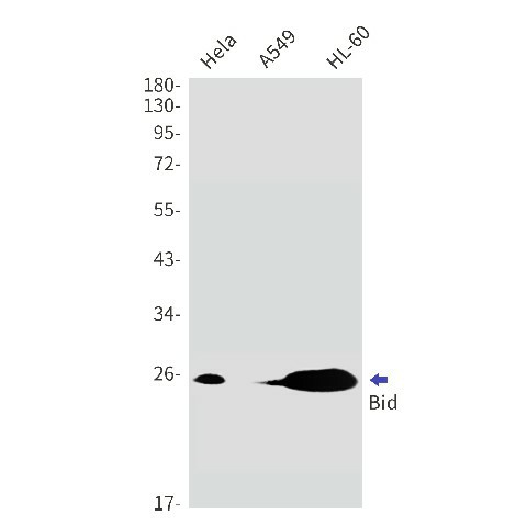 Recombinant Bid Monoclonal Antibody (E-AB-81536)