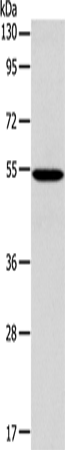 ERG Polyclonal Antibody (E-AB-14117)