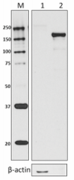 Purified anti-E. coli RNA Polymerase β Prime Antibody (662904)