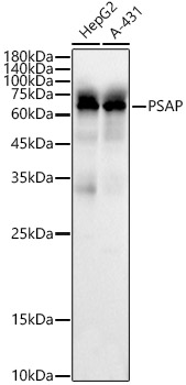(KO Validated) PSAP Polyclonal Antibody (E-AB-93335)