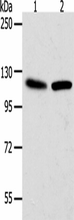 WDR6 Polyclonal Antibody (E-AB-53212)
