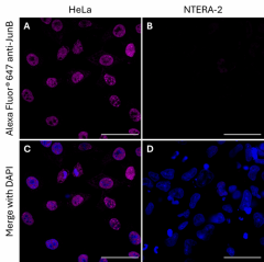 Alexa Fluor® 647 anti-JunB Antibody (600455)