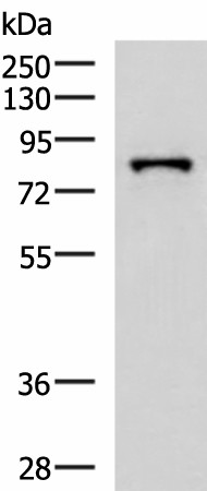 PRPF3 Polyclonal Antibody (E-AB-52769)